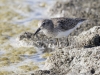 Least Sandpiper