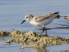 Western Sandpiper