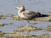 California Gull