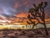 Joshua Tree NP