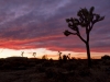 Joshua Tree NP