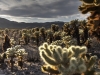 Teddybear Cholla