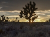 Joshua Tree NP