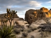 Joshua Tree NP