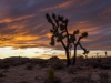 Joshua Tree NP