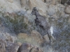 Desert Bighorn Sheep