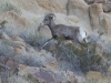 Desert Bighorn Sheep