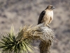 Red-tailed Hawk