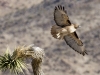 Red-tailed Hawk