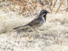 Black-throated Sparrow