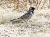 Black-throated Sparrow