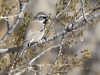 Black-throated Sparrow