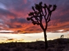 Joshua Tree NP