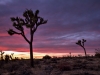 Joshua Tree NP