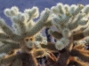 Teddybear Cholla