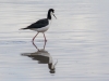 Black-necked Stilt