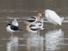 Snowy Egret, American Avocet, Black-necked Stilt.