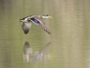 Mallard