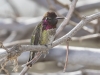 Anna's Hummingbird