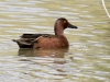 Cinnamon Teal