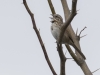 Song Sparrow