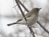 Yellow-rumped Warbler