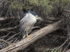 Black-crowned Night Heron