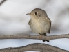 Ruby-crowned Kinglet