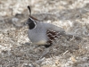 Gambel's Quail