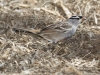 White-crowned Sparrow