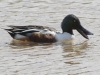 Northern Shoveler