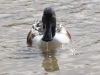 Northern Shoveler