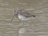 Long-billed Dowitcher