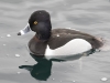 Ring-necked Duck