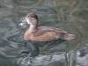 Ring-necked Duck