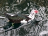 Domesticated Muscovy Duck