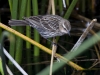 Red-winged Blackbird