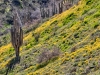 California Poppy