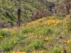 California Poppy, Coulter's Lupine, Saguaro