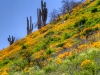 California Poppy, Coulter's Lupine, Saguaro