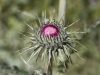 New Mexico Thistle