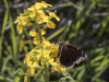 Mourning Cloak Butterfly on Indian Hedgemustard