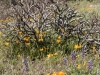 Staghorn Cholla, Coulter's Lupine, California Poppy