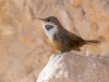 Canyon Wren