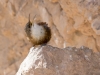 Canyon Wren