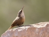 Canyon Wren