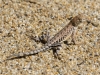 Common Lesser Earless Lizard