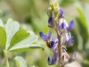 Coulter's Lupine