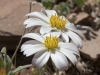 Plains Blackfoot Daisy