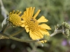 Brittlebush